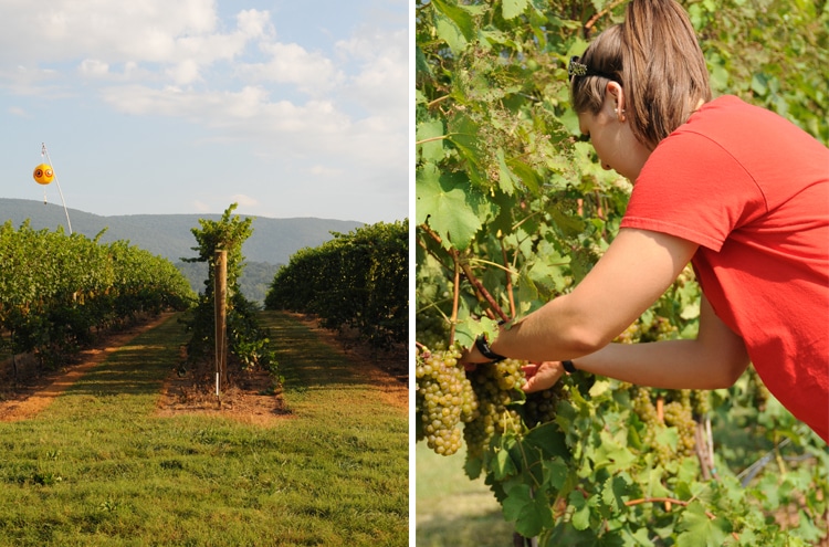 Picking Winemaking