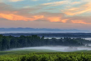 Photo of sunrise and dawn mist over the vineyards at Barboursville winery in Virginia with Blue Ridge Mountains.