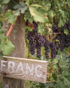 Photo of grapes on vines at Horton Vineyards