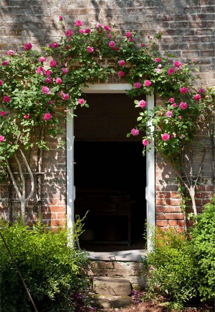 Historic Garden Week Climbing Roses