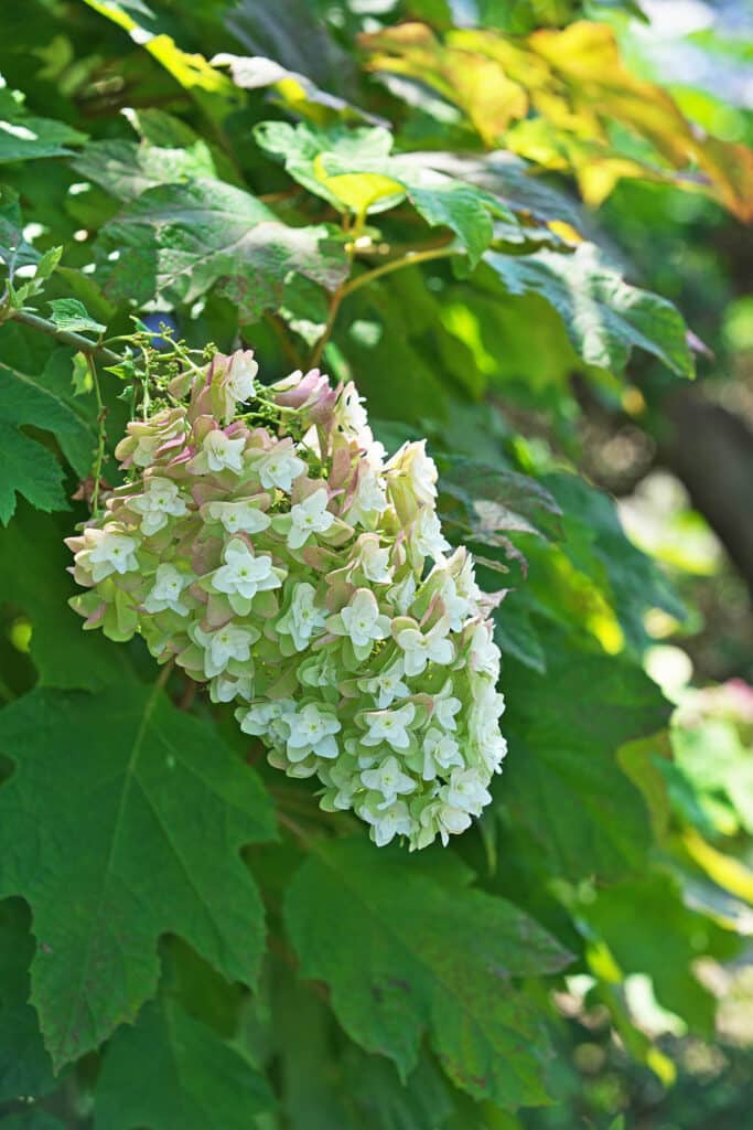 Hydrangea quercifolia