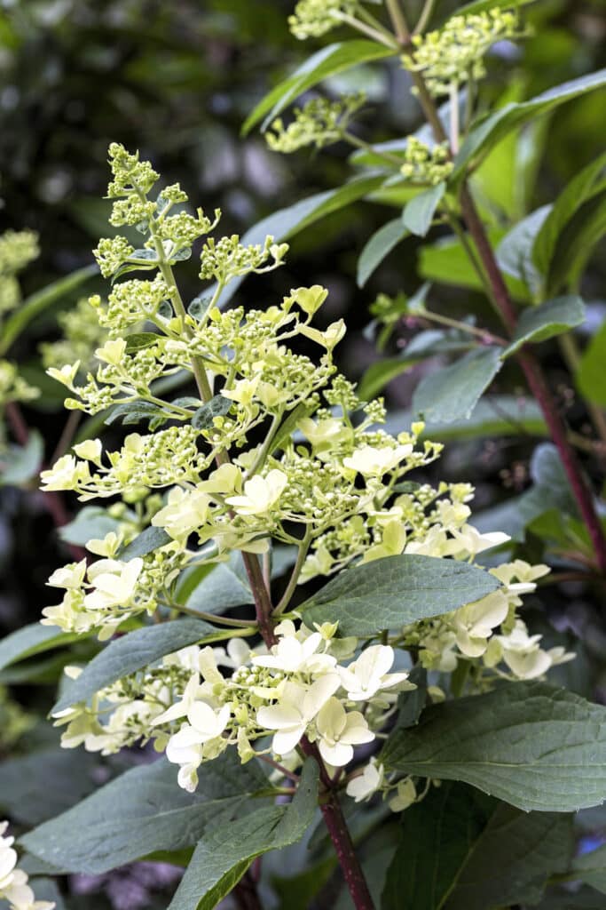 Blooming Hydrangea plants