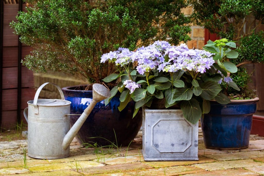 Watering garden plants