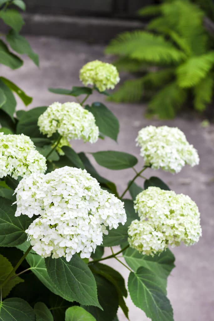 Blooming white Annabelle Hydrangea