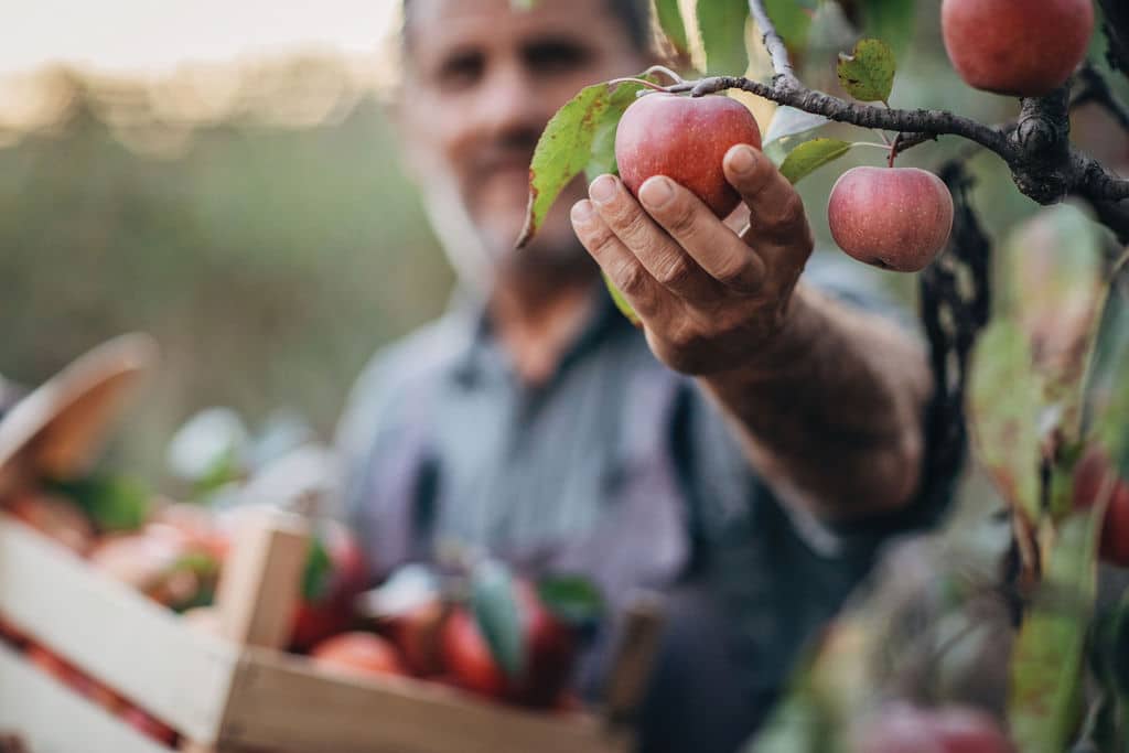 Man picking apple in orchard