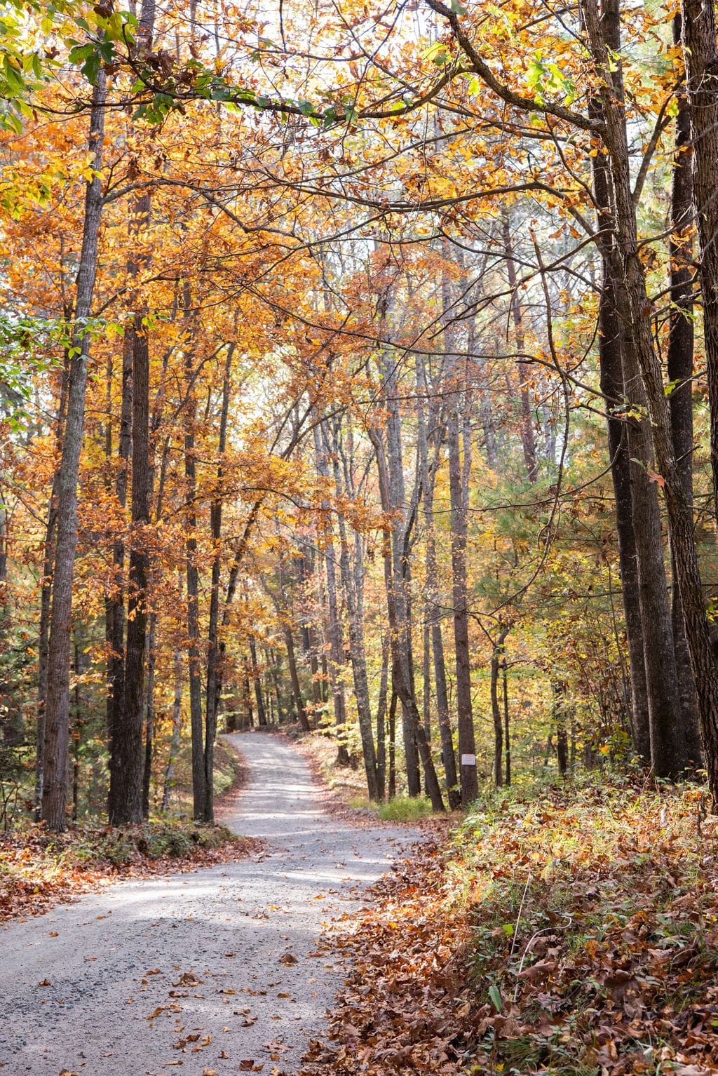 Fall country roads