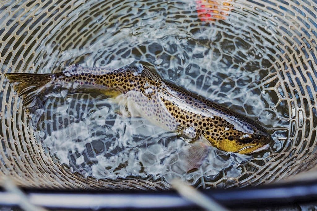 Fish caught in a net