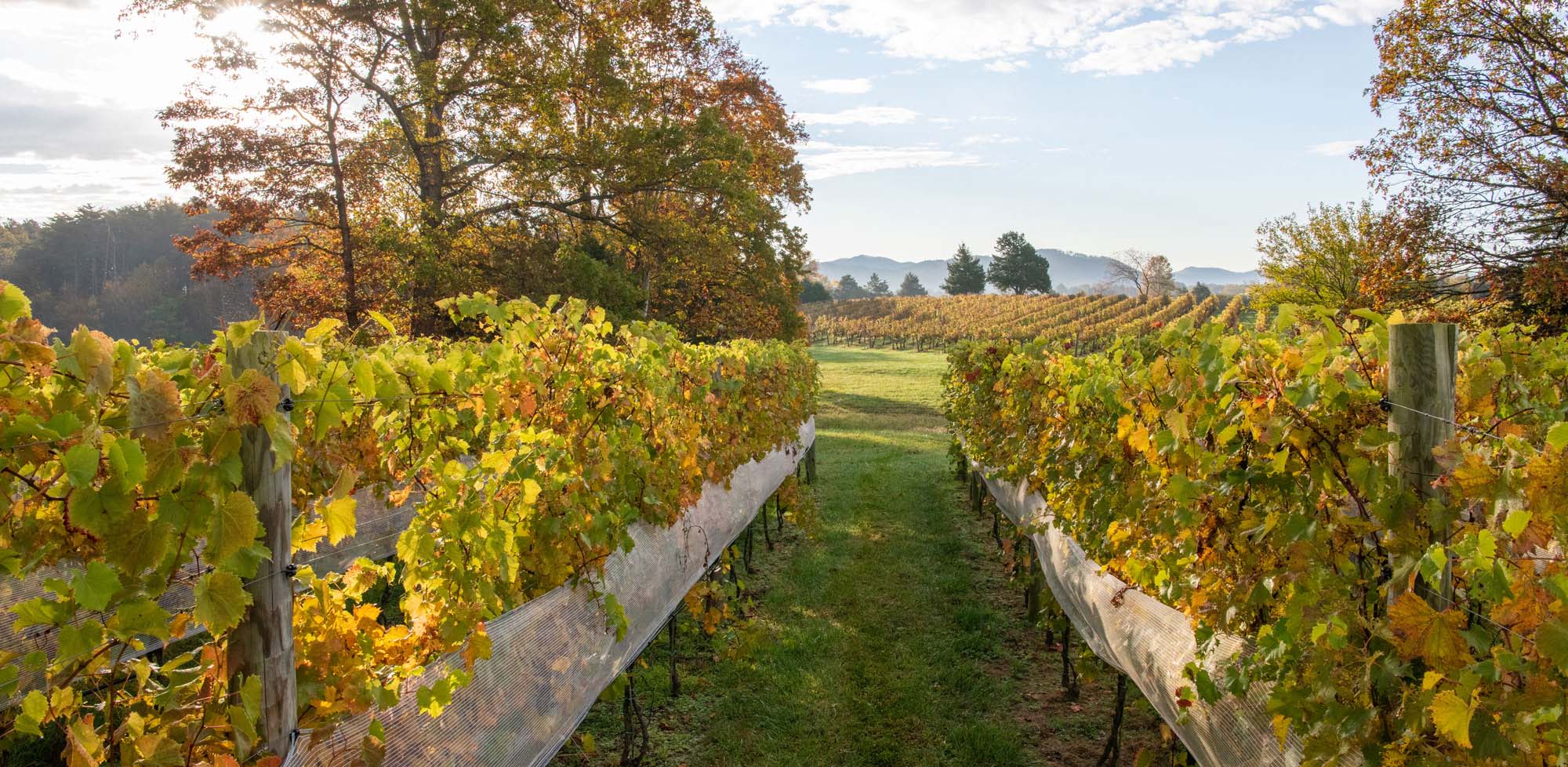 Veritas Vineyard autumn