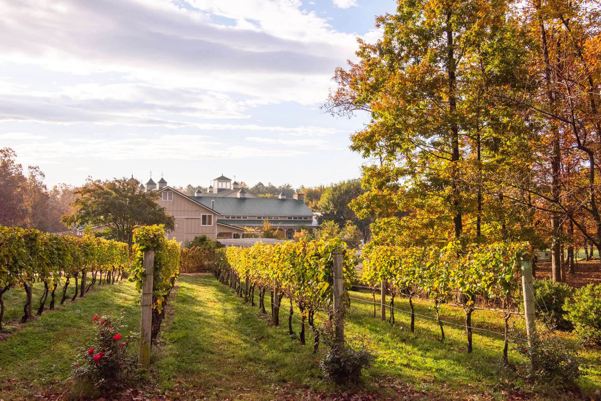 Veritas vineyard tasting room