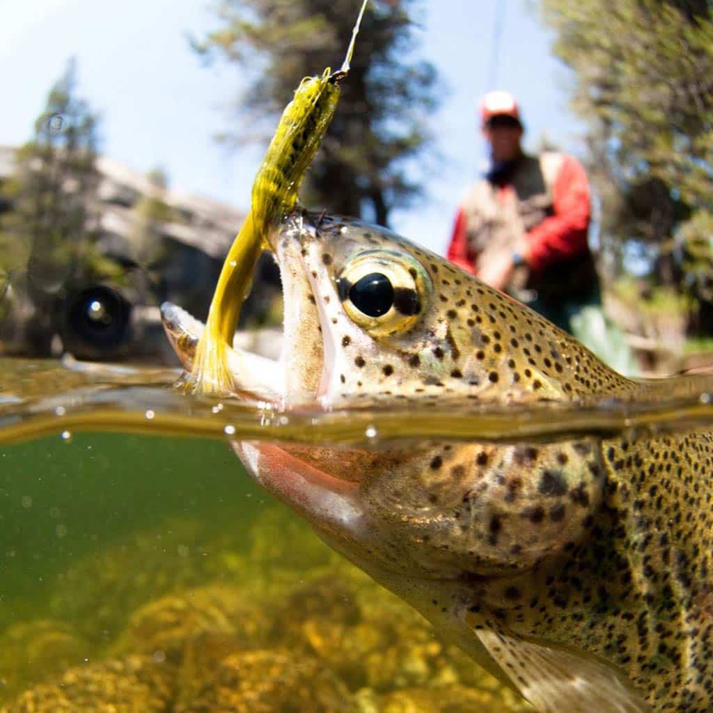 Fish being caught in fly fishing