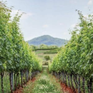 Photo among the vineyards at Early Mountain Vineyards