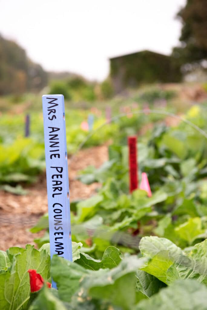 Collards