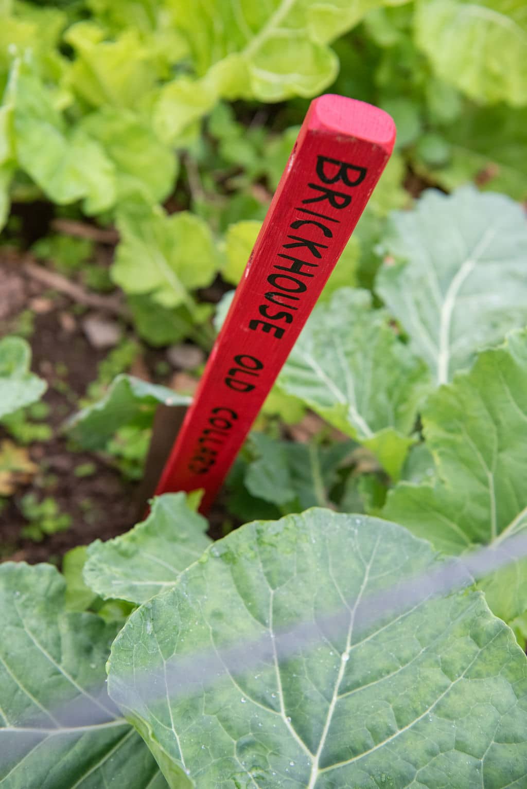 Old Collards