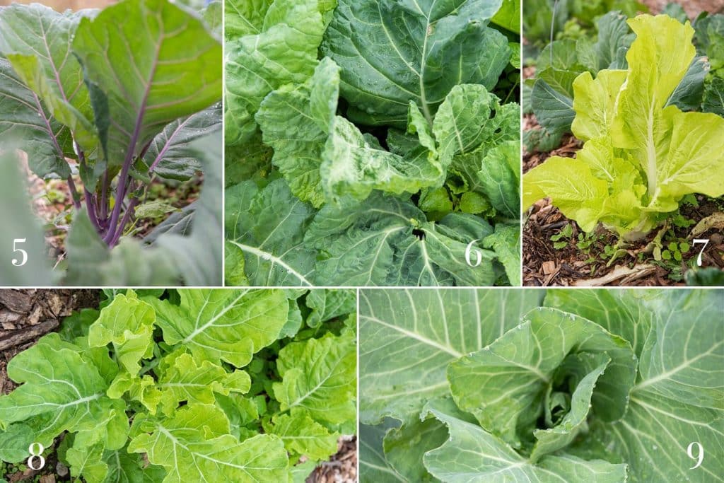 Various Collards