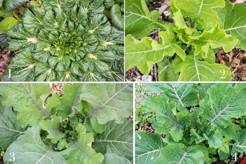 Various Collards