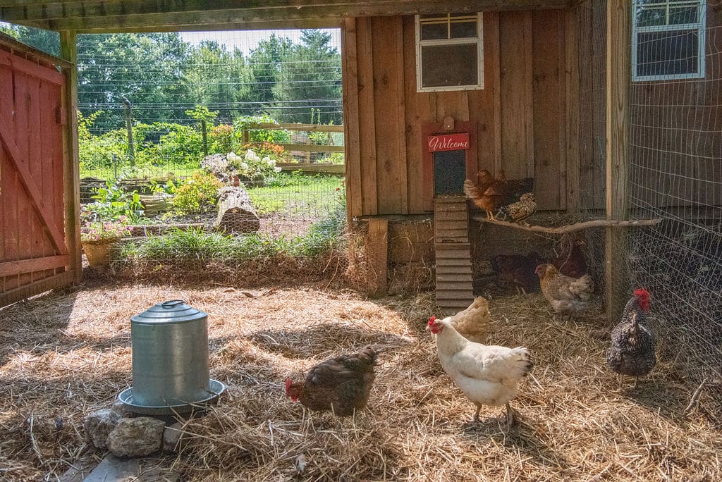 raising chickens for eggs, backyard chickens, how to raise chickens