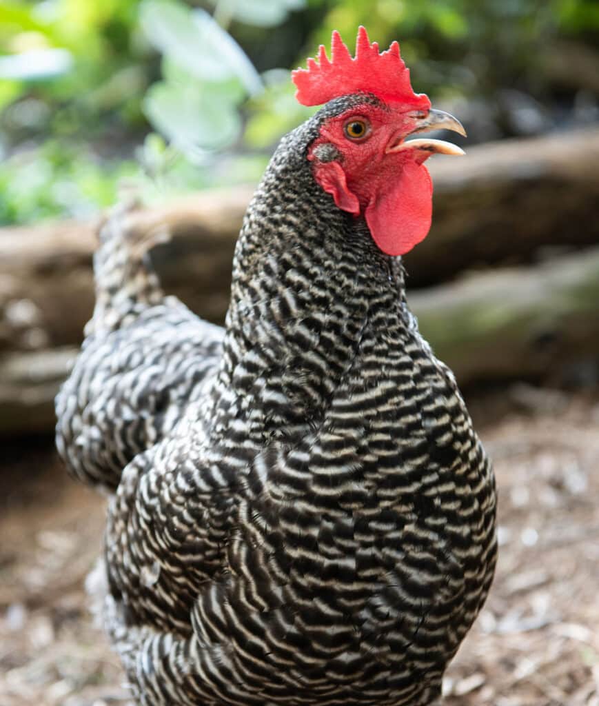 raising chickens for eggs, backyard chickens, how to raise chickens