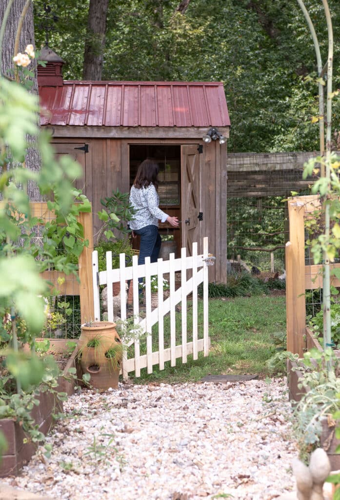 raising chickens for eggs, backyard chickens, how to raise chickens