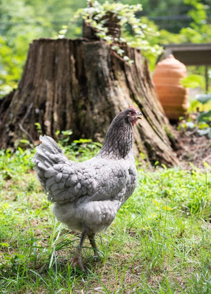 raising chickens for eggs, backyard chickens, how to raise chickens