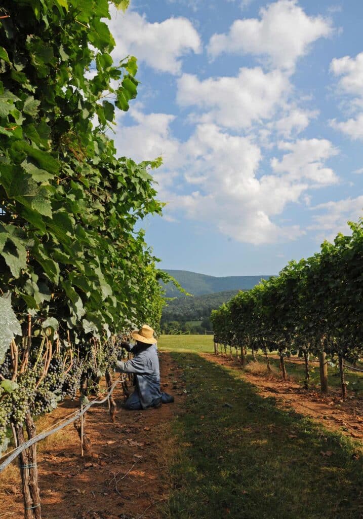 Roseland Polo King Family Vineyards Virginia wine vines