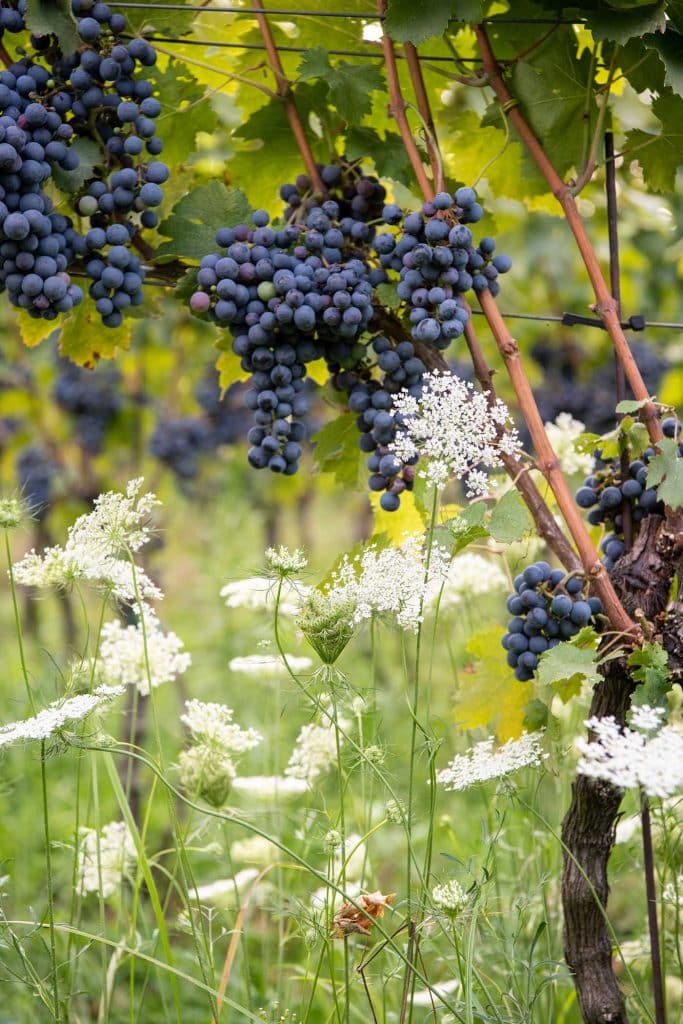 Grapes at 868 Estate Vineyard in Purcellville by photographer RL Johnson