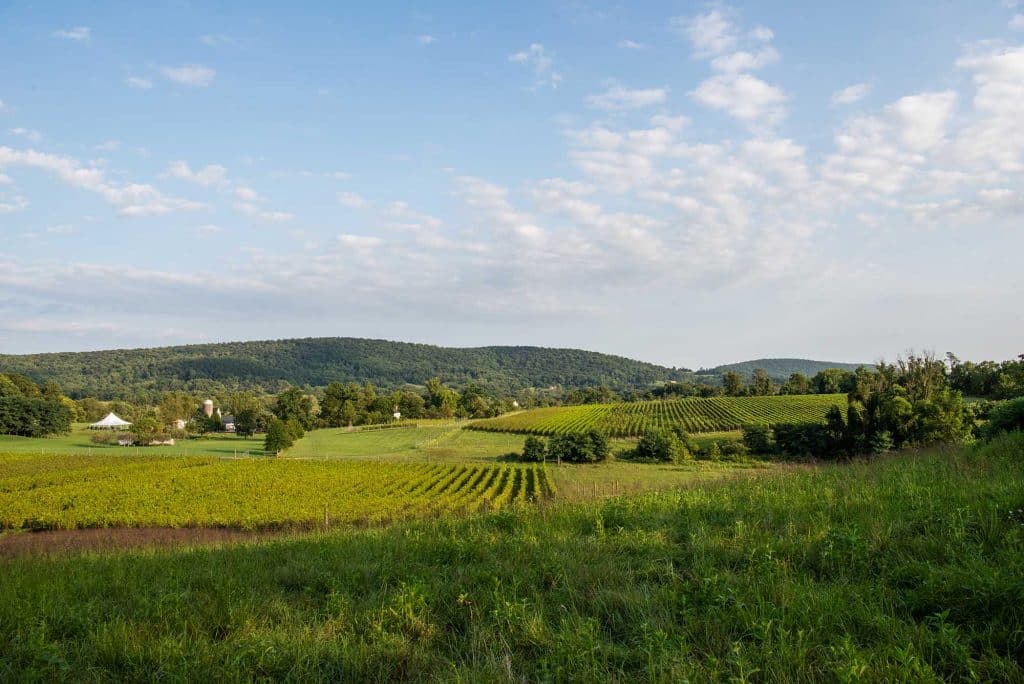 View of the vines at 868 Estate Vineyard in Purcellville by photographer RL Johnson