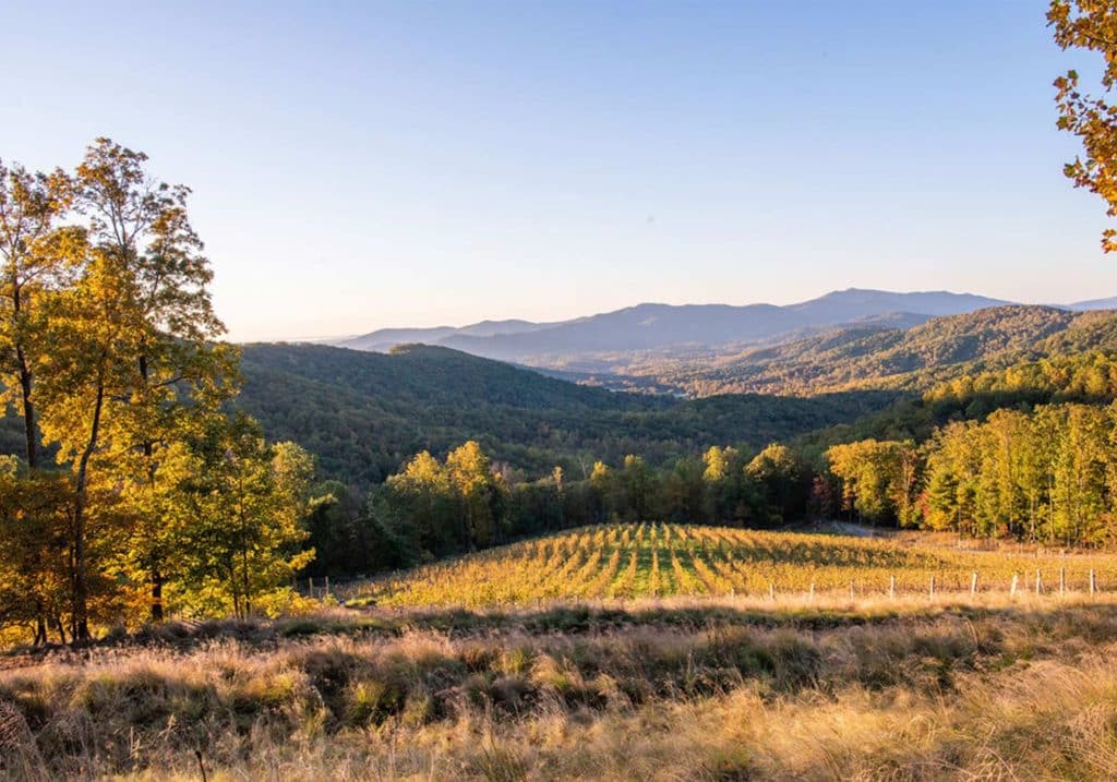 Views of the vineyard at Ankida Ridge Vineyards