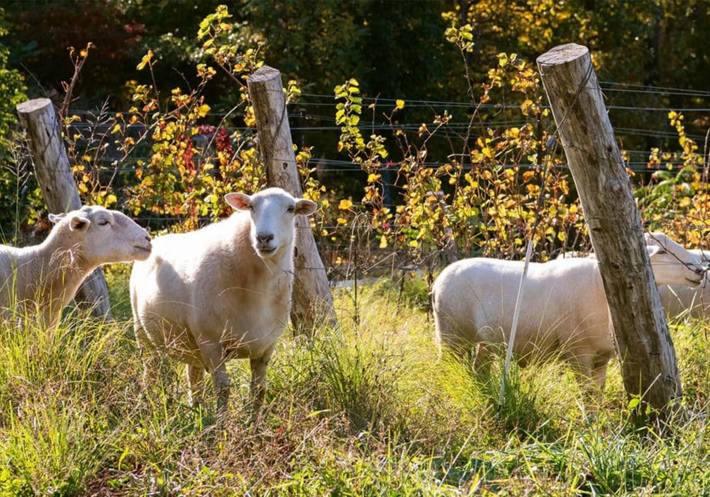 Sheep at Ankida Ridge Vineyards