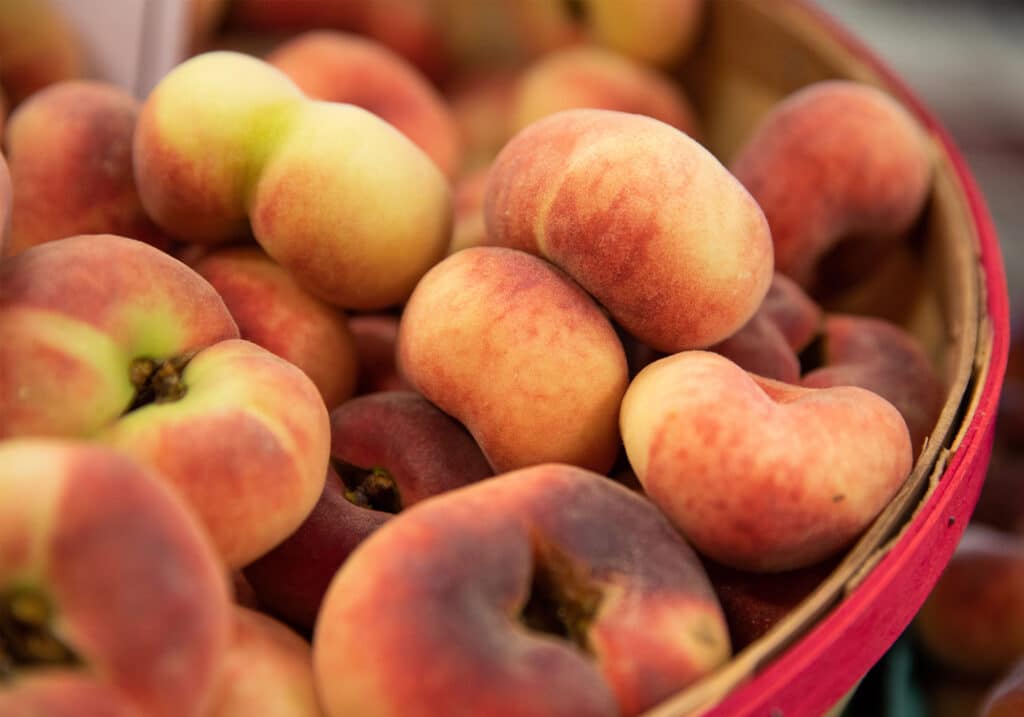 Pick-you-own peaches at Chiles Peach Orchard