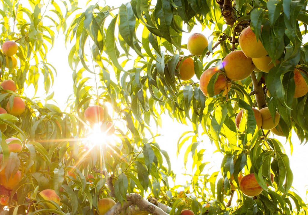 Peach trees of Chiles Peach Orchard