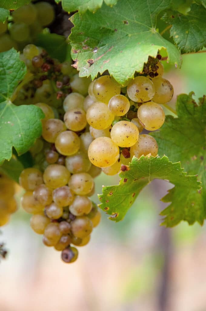 Keswick Vineyards grapes, © Image by Wine & Country Life