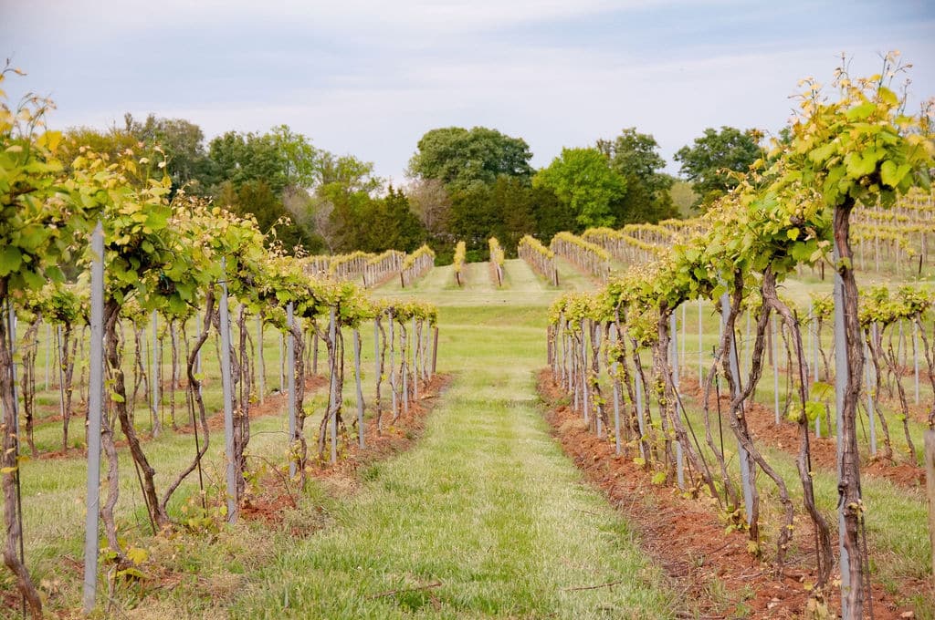 Keswick Vineyards vines, © Image by Wine & Country Life