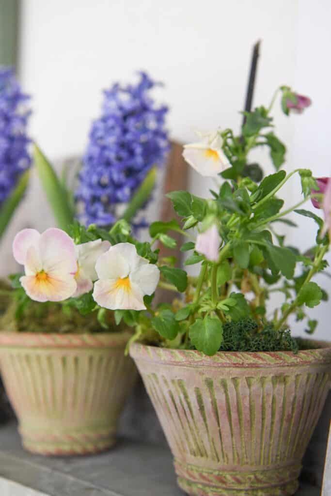 Flowers at Nature Composed in Middleburg by photographer RL Johnson