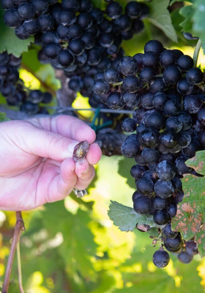 Virginia Cabernet Franc, Cabernet Franc grape, Horton Vineyards, Image by © RL Johnson for Wine & Country Life