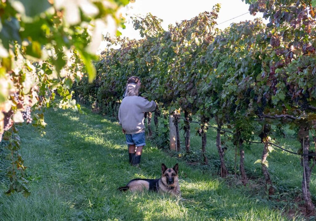 Virginia cabernet franc, cabernet franc wine, Horton Vineyards, Image by © RL Johnson for Wine & Country Life