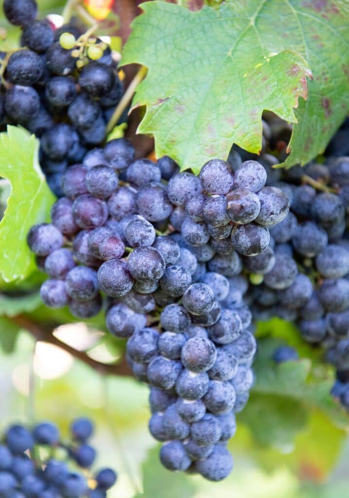 Horton Vineyards, cabernet franc, Virginia. Image by © RL Johnson for Virginia Wine & Country Life.