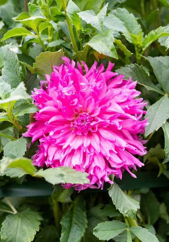 Elizabeth Locke Dahlia Garden, © Image by Robert Radifera for Wine & Country Life