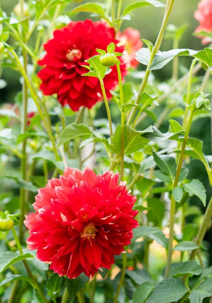 Elizabeth Locke Dahlia Garden, © Image by Robert Radifera for Wine & Country Life