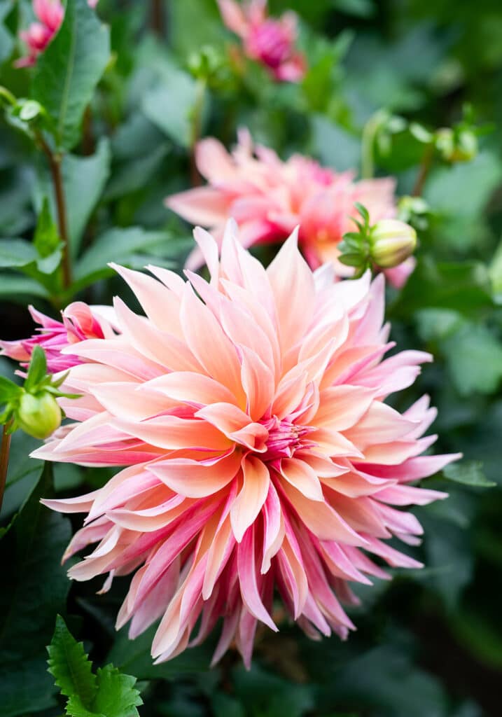 Elizabeth Locke Dahlia Garden, © Image by Robert Radifera for Wine & Country Life