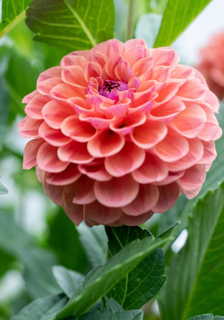 Elizabeth Locke Dahlia Garden, © Image by Robert Radifera for Wine & Country Life