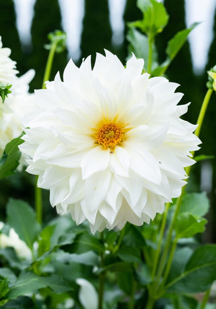 Elizabeth Locke Dahlia Garden, © Image by Robert Radifera for Wine & Country Life