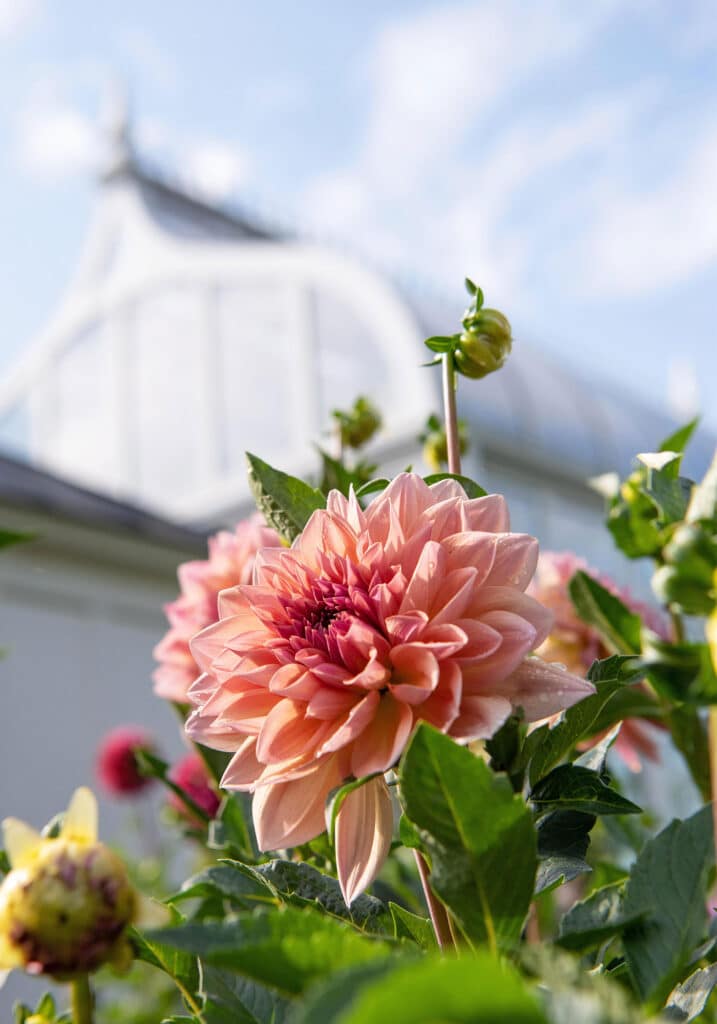 Elizabeth Locke, © Image by RL Johnson for Wine & Country Life