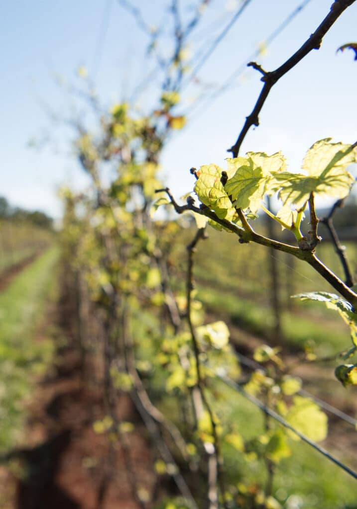 Gabriele Rausse Winery, Image by © RL Johnson for Wine & Country Life