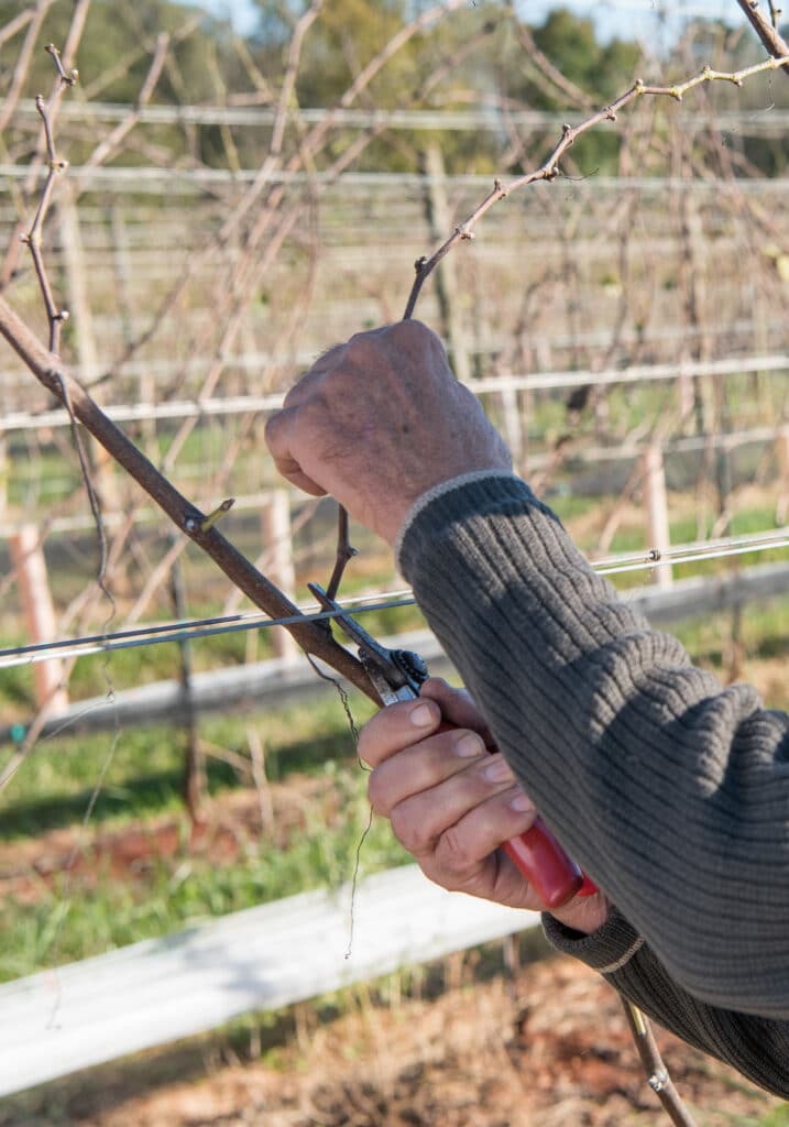 Gabriele Rausse Winery, Image by © RL Johnson for Wine & Country Life