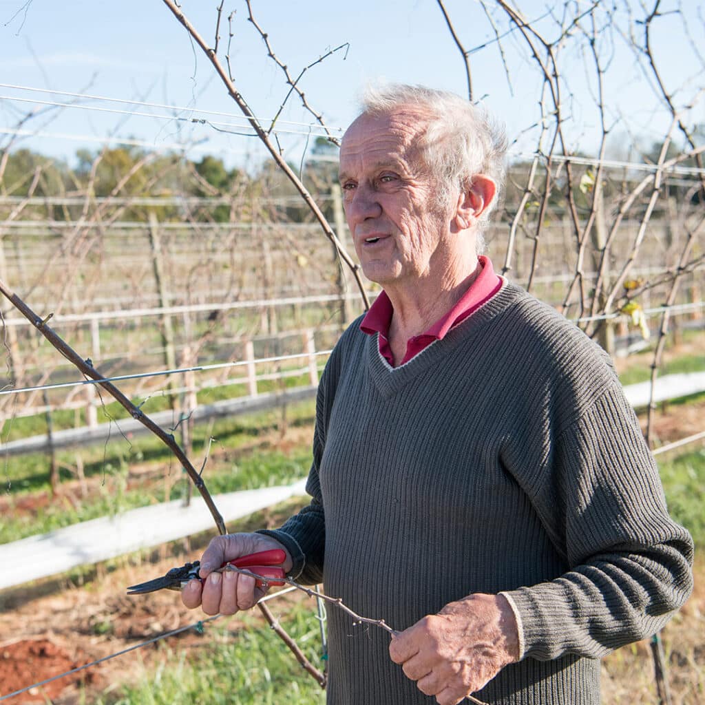 Gabriele Rausse in the vineyard demonstrating grapevine pruning techniques in Virginia's Wine Country.