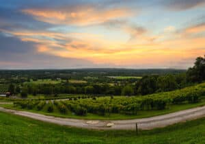 Landscape shot of a vineyard and beyond. Visit Loudoun County