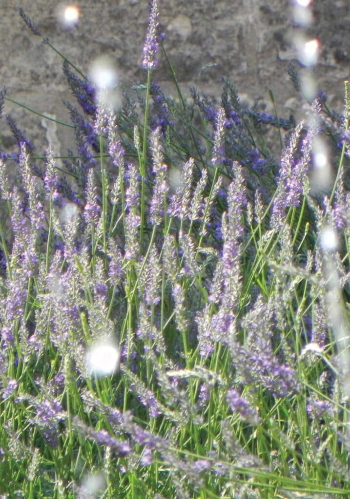 The Lavender Abbey at Provence