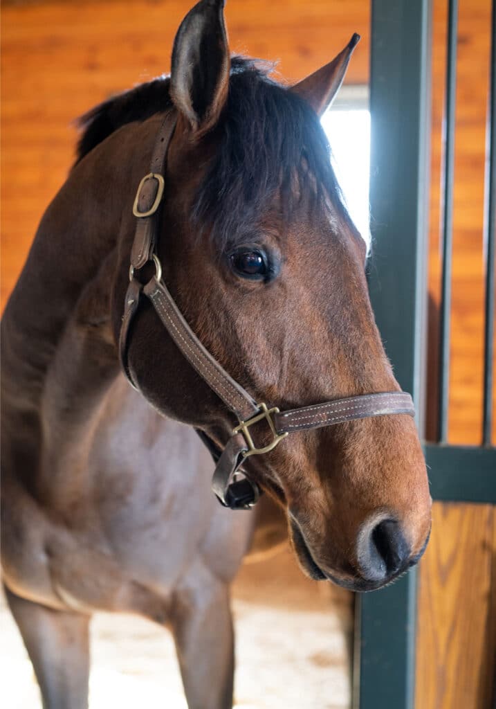 Mount Fair Equestrian Farm Vineyard Historic Garden Week