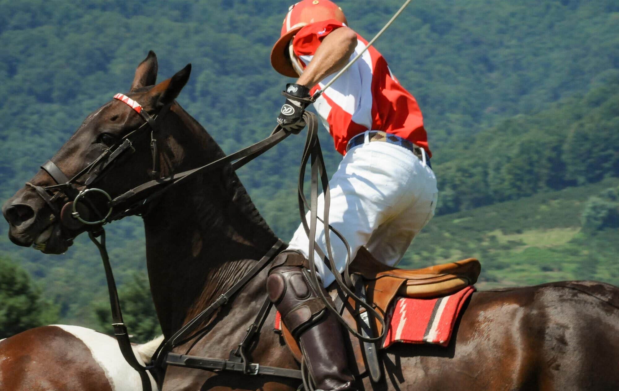 Polo at king family vineyards