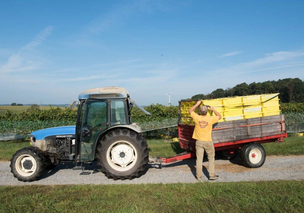 crosskeys vineyards field work